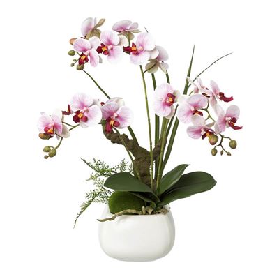 Orkide Miro