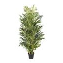 Arecapalm Aida, H 2200 mm, svart innerkruka